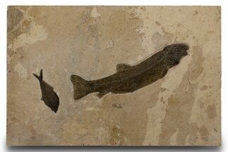 Multiple Fossil Fish (Notogoneus & Diplomystus) - Wall Mount #300613