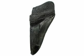 Partial Fossil Megalodon Tooth - Serrated Edge #300121