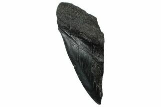 Partial Fossil Megalodon Tooth - Serrated Edge #300126