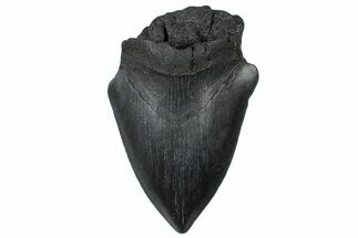 Partial, Fossil Megalodon Tooth - South Carolina #300137