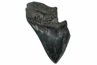 Partial Fossil Megalodon Tooth - Serrated Blade #300155