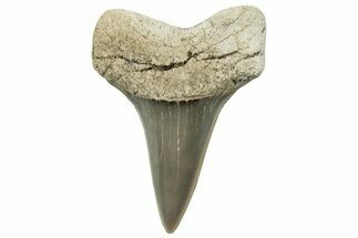 Fossil Mako Tooth - Lee Creek (Aurora), NC #300524