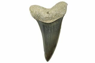 Mako & White Shark Teeth For Sale