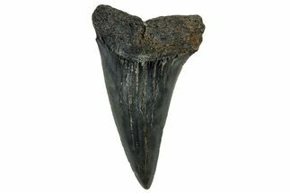 Fossil Mako Tooth - Lee Creek (Aurora), NC #300578