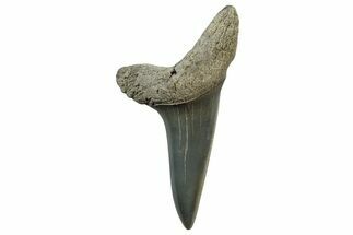 Fossil Shortfin Mako Tooth - Lee Creek (Aurora), NC #300477