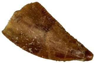 Serrated Raptor Tooth - Real Dinosaur Tooth #300870