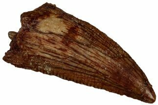 Raptor Tooth - Real Dinosaur Tooth #300902