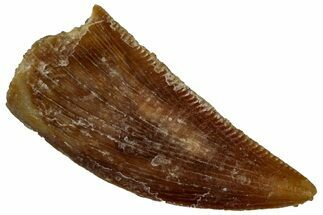 Serrated Raptor Tooth - Real Dinosaur Tooth #300910