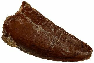 Serrated Raptor Tooth - Real Dinosaur Tooth #300912