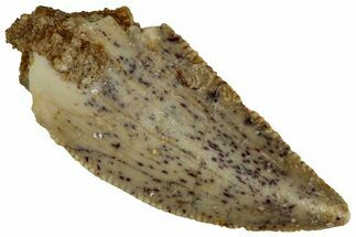 Serrated Raptor Tooth - Real Dinosaur Tooth #300926