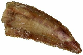 Serrated Raptor Tooth - Real Dinosaur Tooth #300927