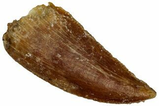 Serrated Raptor Tooth - Real Dinosaur Tooth #300932