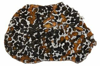 Polished Pallasite Meteorite ( g) Slice - NWA #301168