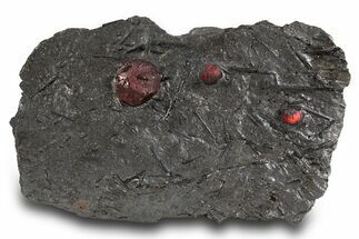 Plate of Three Red Embers Garnets in Graphite - Massachusetts #301196