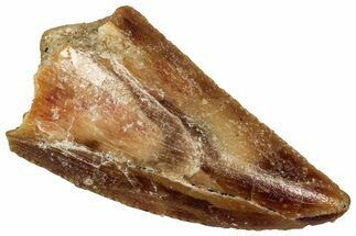 Serrated Raptor Tooth - Real Dinosaur Tooth #300949