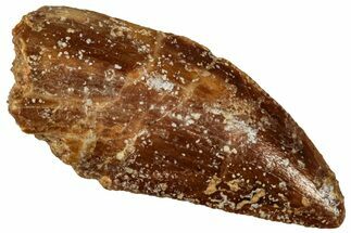 Serrated Raptor Tooth - Real Dinosaur Tooth #300957