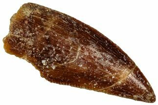 Serrated Raptor Tooth - Real Dinosaur Tooth #300961