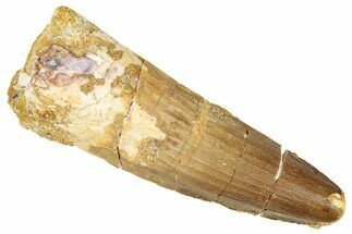 Fossil Spinosaurus Tooth - Real Dinosaur Tooth #301293