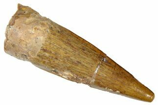 Juvenile Fossil Spinosaurus Tooth - Real Dinosaur Tooth #301300