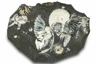 Iridescent Ammonite (Deshayesites) Fossil Cluster #301314