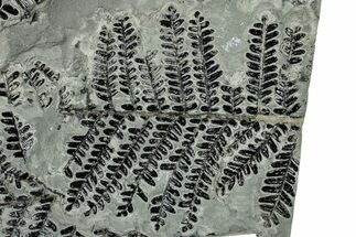 Carboniferous Fossil Fern (Pecopteris) Frond Plate - France #301383