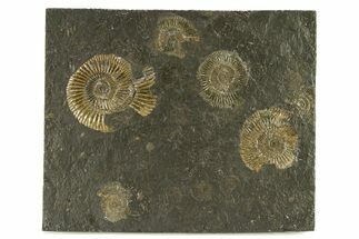 Dactylioceras Ammonite Cluster - Posidonia Shale, Germany #301405