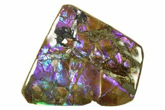 Iridescent Ammolite (Fossil Ammonite Shell) - Electric Blues #301617