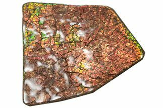 Flashy Ammolite (Fossil Ammonite Shell) - Fiery Reds #301622