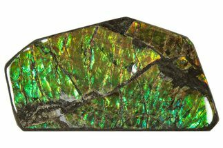 Iridescent Ammolite (Fossil Ammonite Shell) - Alberta, Canada #301633