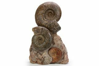 Jurassic Ammonite (Hammatoceras & Pseudogrammoceras) Display #301635