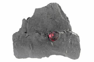 Red Embers Garnet in Graphite - Massachusetts #301137