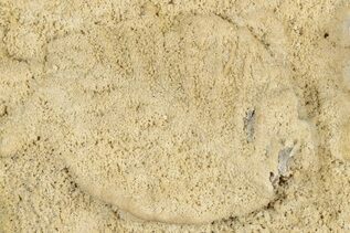 Plant Fossils For Sale