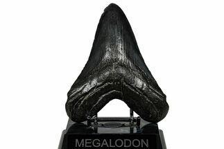 Heavy, Fossil Megalodon Tooth - South Carolina #301783