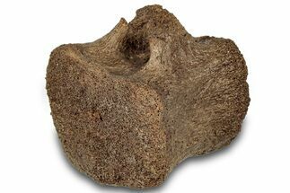 Hadrosaur (Edmontosaurus) Caudal Vertebra - Wyoming #301790