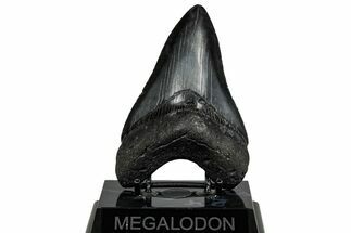 Serrated, Fossil Megalodon Tooth - South Carolina #301803