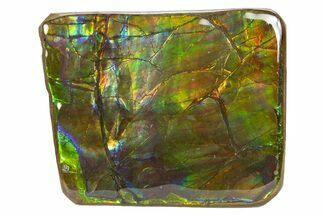 Iridescent Ammolite (Fossil Ammonite Shell) - Alberta, Canada #301641