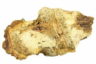 Two Dinosaur Vertebrae - Lance Formation, Wyoming #301864