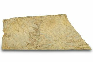 Pennsylvanian, Fossil Microbial Mat - Oklahoma #301898