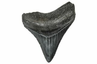 Serrated, Juvenile Megalodon Tooth - South Carolina #302139