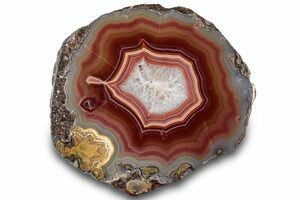 Laguna Agates For Sale - FossilEra.com