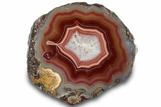 Polished Laguna Agate Half - Mexico #302152