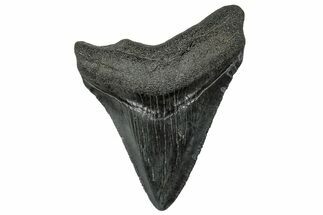 Serrated, Juvenile Megalodon Tooth - South Carolina #302155