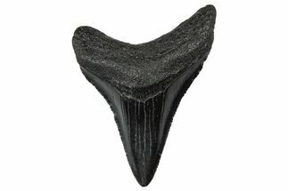 Serrated, Juvenile Megalodon Tooth - South Carolina #302164