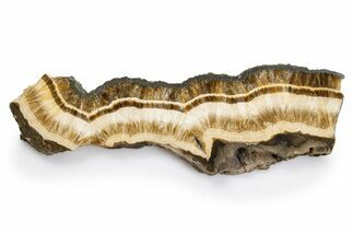 Polished Barite and Marcasite Slab - Lubin Mine, Poland #302260