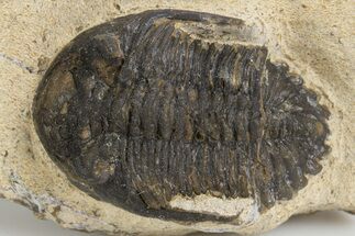 Bargain, Hollardops Trilobite - Visible Eye Facets #301768