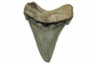 Serrated Angustidens Tooth - Megalodon Ancestor #302052