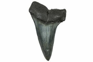 Fossil Broad-Toothed Mako Tooth - South Carolina #302066