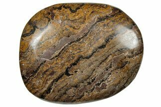 Polished Stromatolite (Greysonia) - Bolivia #302510