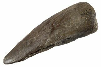 Partial Amphibian (Eryops) Fossil Claw - Texas #302551