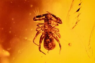 Detailed Fossil Pseudoscorpion (Pseudoscorpiones) in Chiapas Amber #302552